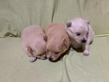 Cuccioli di Pomerania