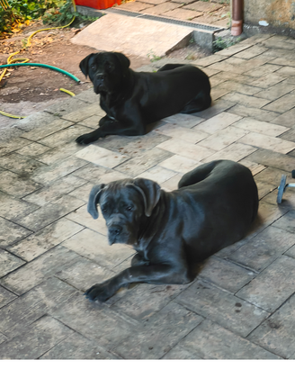 Cane corso