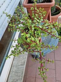 Portulacaria Afra Variegata