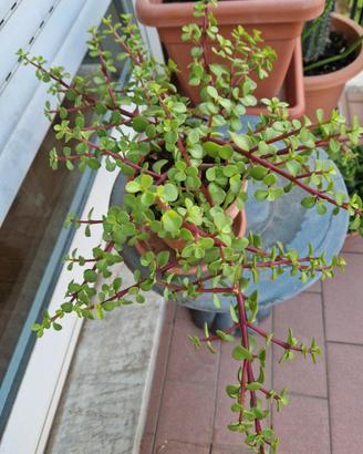 Portulacaria Afra Variegata