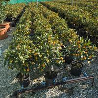 Pianta di kumquat in vaso