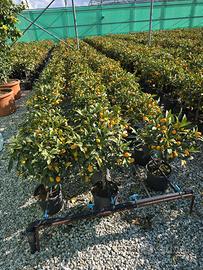 Pianta di kumquat in vaso