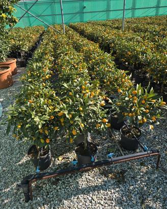 Pianta di kumquat in vaso