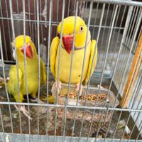 Coppia adulta di parrocchetto dal collare lutino