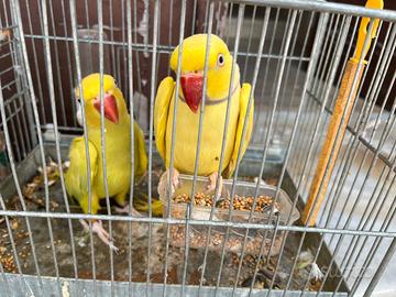 Coppia adulta di parrocchetto dal collare lutino