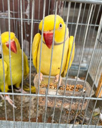 Coppia adulta di parrocchetto dal collare lutino