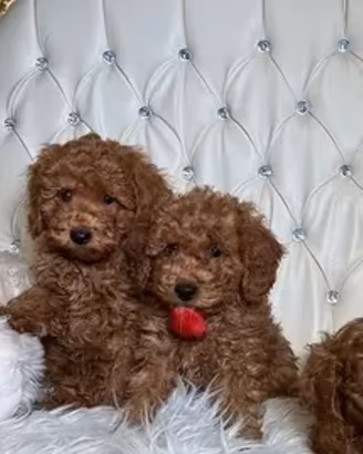 Barboncini piccoli nanetti (maschi)