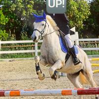 Pony