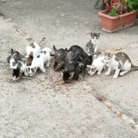 2 gatti di 3 e 2 anni femmine e i loro cuccioli