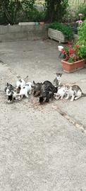 2 gatti di 3 e 2 anni femmine e i loro cuccioli