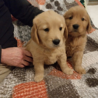 Cuccioli di golden retriever con pedigree
