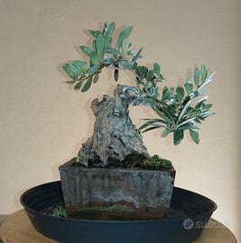 Bonsai olivo 
