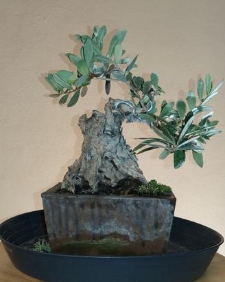 Bonsai olivo 