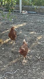 Galline di 6 mesi pronte alla deposizione