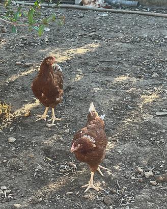 Galline di 6 mesi pronte alla deposizione
