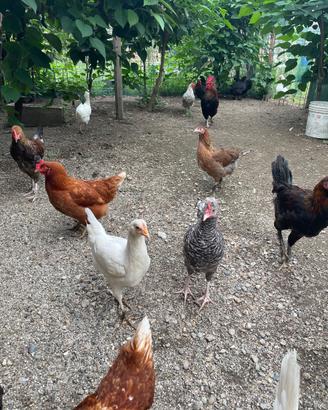 Galline olive egger