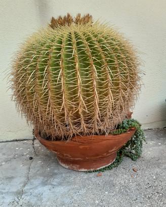 pianta grassa echinocactus grusoni hildm 