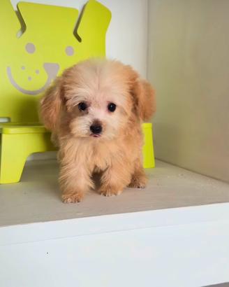 Maltipoo