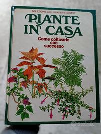 piante in casa 