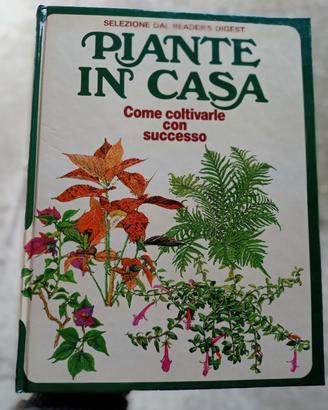 piante in casa 