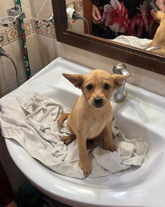 Cucciolo 4 mesi