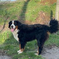 Accoppiamento bovaro del bernese