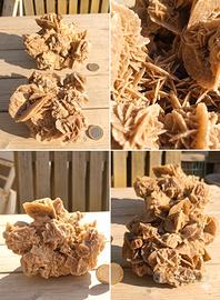 Rose del Deserto Giganti - Min