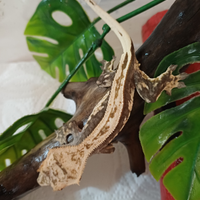Geco ciliatus