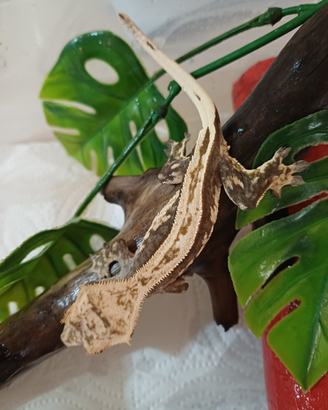 Geco ciliatus