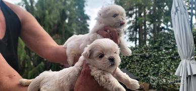 Shih tzu