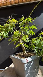 Aceri arakawa bonsai