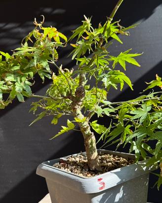 Aceri arakawa bonsai