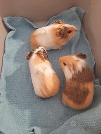 Cavie / porcellini d india