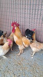 Bionda piemontese razza ornamentali