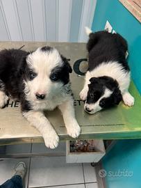 Cuccioli di Border collie