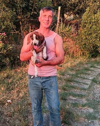 Cucciolo segugio maremmano