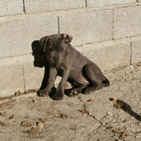 Cucciole cane corso