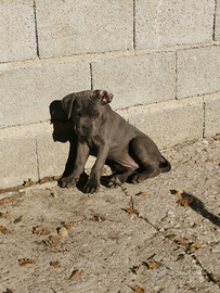 Cucciole cane corso