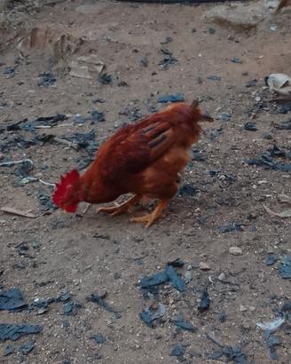 Polli