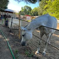 Fattrice PSA-fattrice araba