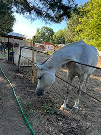 Fattrice PSA-fattrice araba