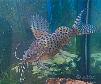 Synodontis maculato