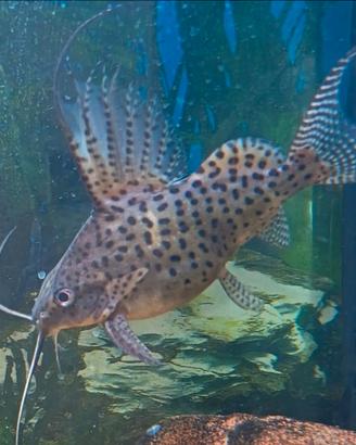 Synodontis maculato