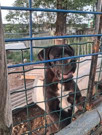 Cane corso