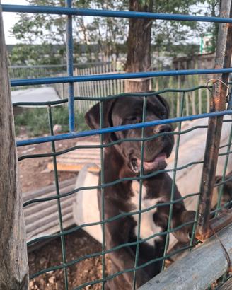 Cane corso