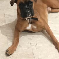 Boxer per accoppiamento