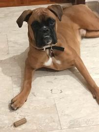 Boxer per accoppiamento