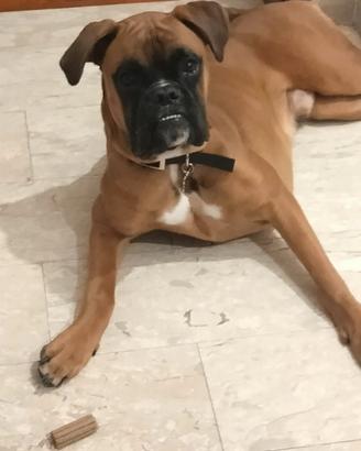 Boxer per accoppiamento