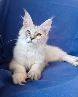 Cucciola Maine Coon shaded con pedigree