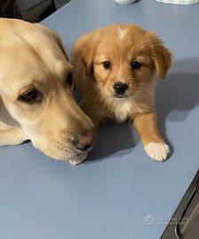 Cucciolo femmina due mesi